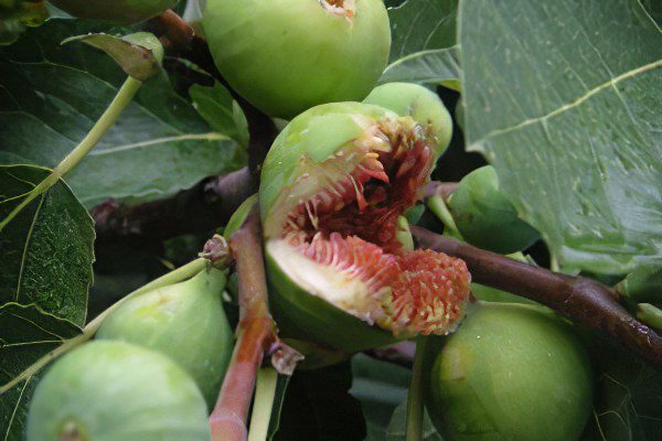 Figs: benefit and harm