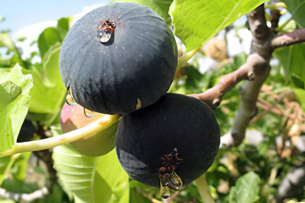 Figs: benefit and harm