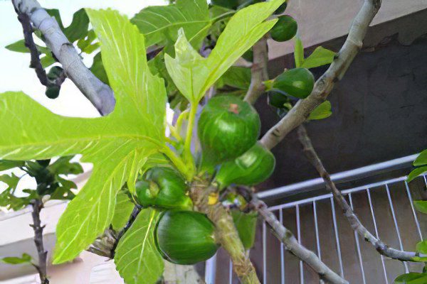 Figs: benefit and harm