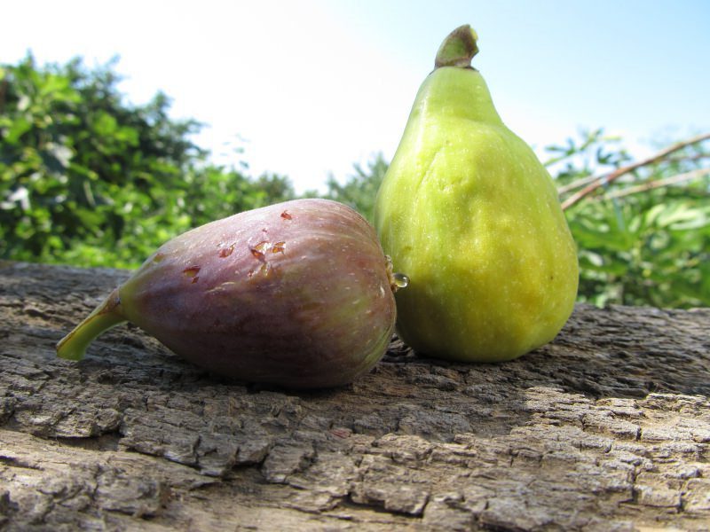 Figs: benefit and harm