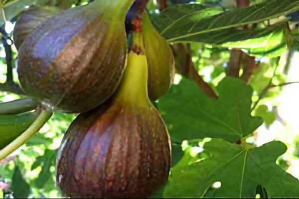 Figs: benefit and harm