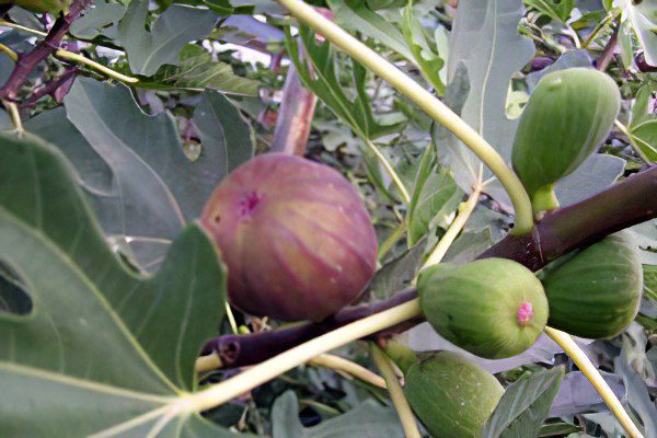 Figs: benefit and harm