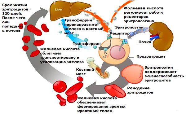 Folic acid: why do we need vitamin B9, where is it found?