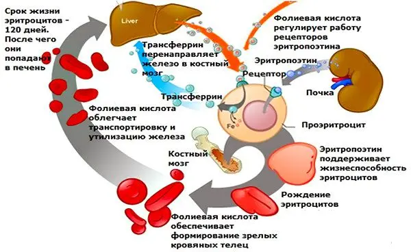 Folic acid: why do we need vitamin B9, where is it found?