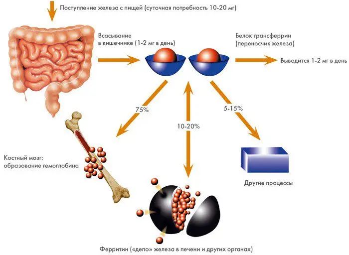 Functions and role of iron in the human body