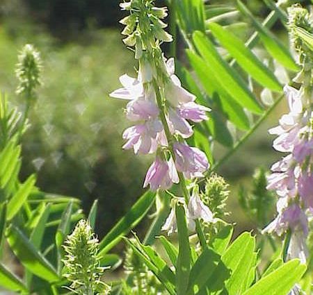 Galega officinalis