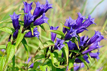 Gentian: medicinal properties, application