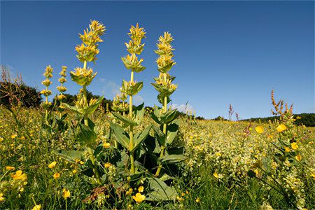 Gentian: medicinal properties, application