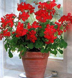 Geranium