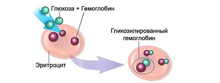 Glycated hemoglobin: the norm in a blood test