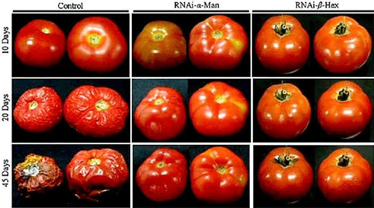 GMO agronomist: how and why people change plant genes