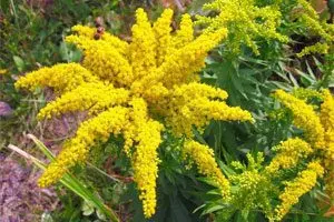 Goldenrod