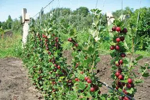 Gooseberries: planting, reproduction and care