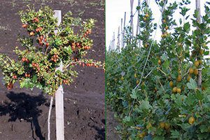 Gooseberries: planting, reproduction and care