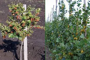 Gooseberries: planting, reproduction and care