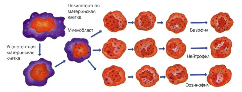 Granulocytes in blood test results