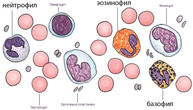 Granulocytes in blood test results