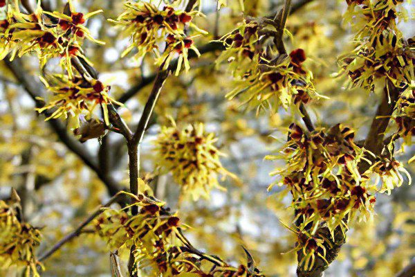 Hamamelis virginiana