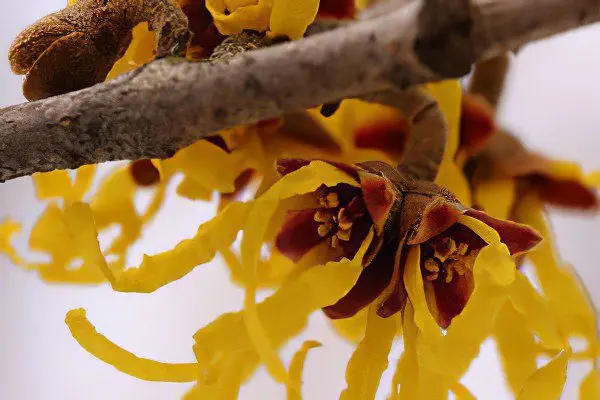 Hamamelis virginiana