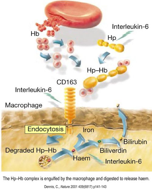 Haptoglobin - what is it? Norm indicators