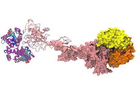 Haptoglobin - what is it? Norm indicators