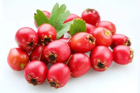 Hawthorn: benefits, medicinal properties, how to brew?