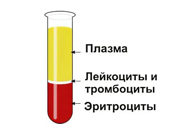 Hematocrit: what is its norm and what does it mean?