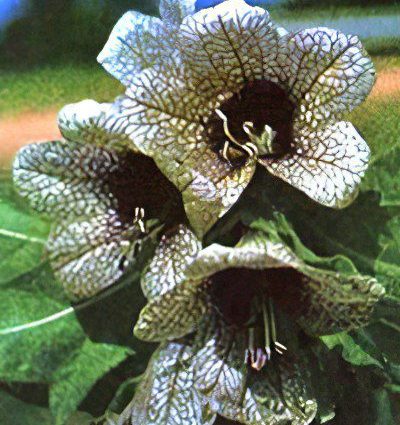 Henbane