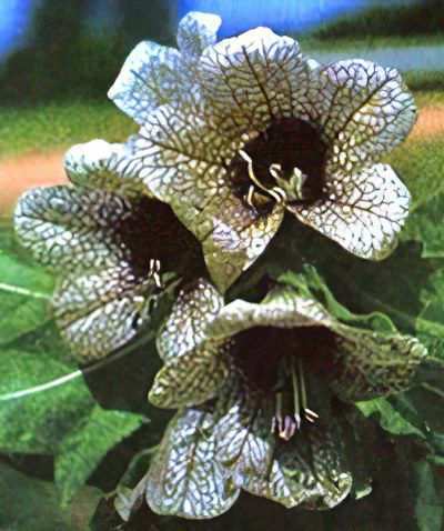 Henbane