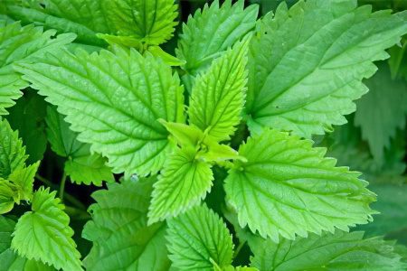 Herbs and plants to increase potency