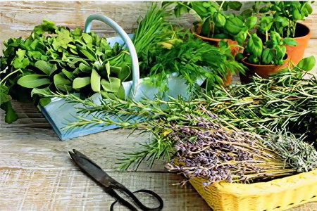 Herbs for the treatment of the pancreas