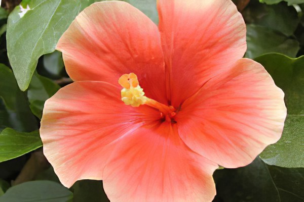 Hibiscus