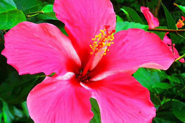 Hibiscus