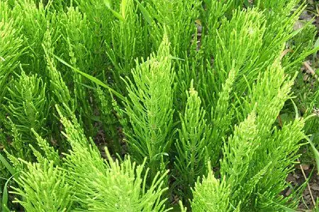 Horsetail: medicinal properties, use, contraindications