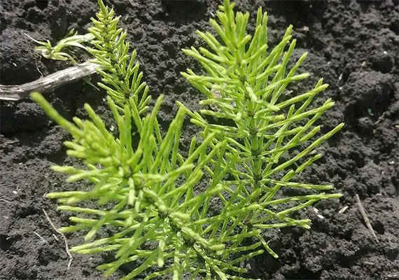 Horsetail: medicinal properties, use, contraindications Horsetail: medicinal properties, use, contraindications