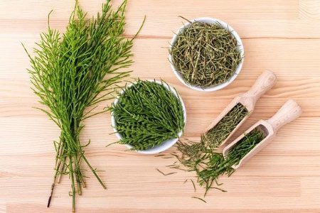 Horsetail: medicinal properties, use, contraindications