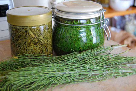 Horsetail: medicinal properties, use, contraindications