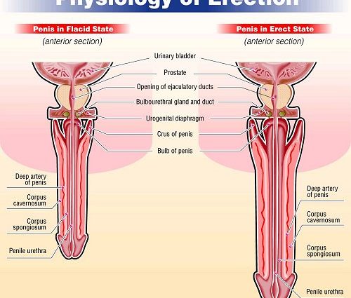 How does an erection occur?