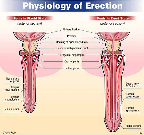 How does an erection occur?