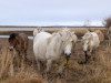 How in Yakutia they are trying to recreate the Ice Age. Photo gallery