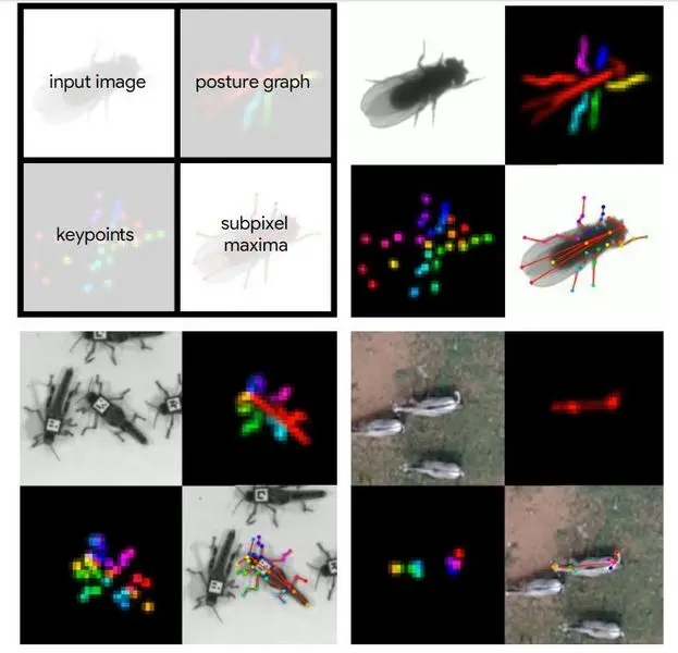 How machine learning helps save rare species from extinction