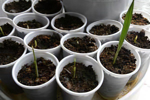 How to grow date palm from seed at home?