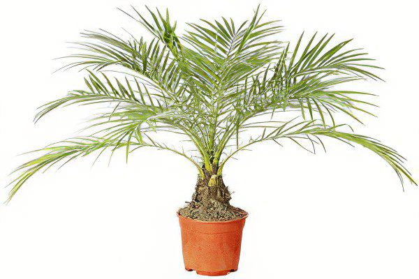 How to grow date palm from seed at home?