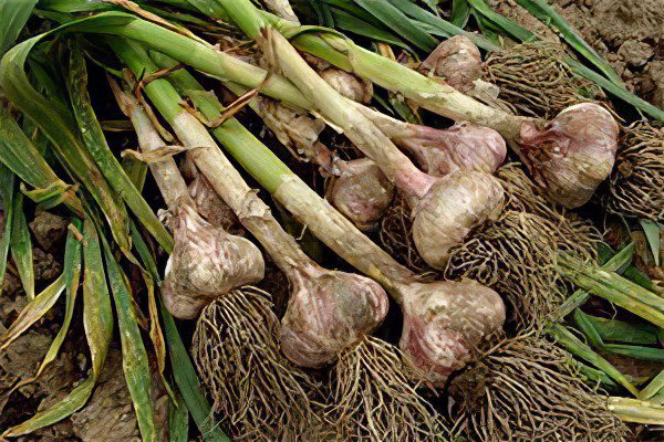 How to store garlic at home?