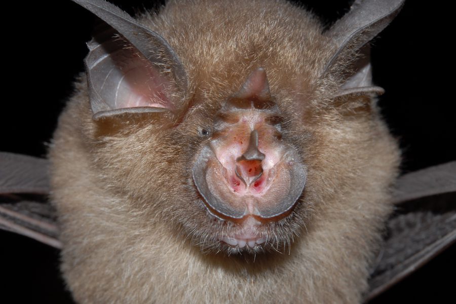 How urbanization has turned bats into deadly animals