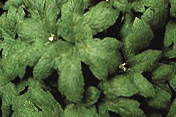 Hydrastis canadensis