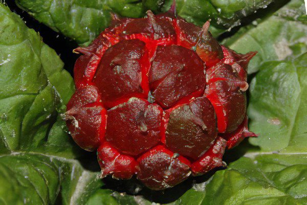 Hydrastis canadensis