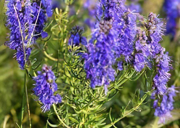 Hyssop vulgaris