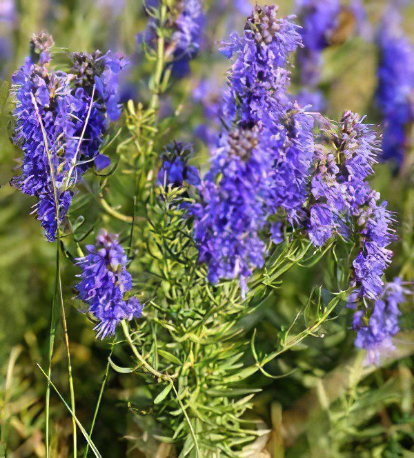 Hyssop vulgaris