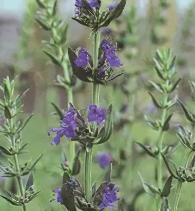 Hyssop vulgaris